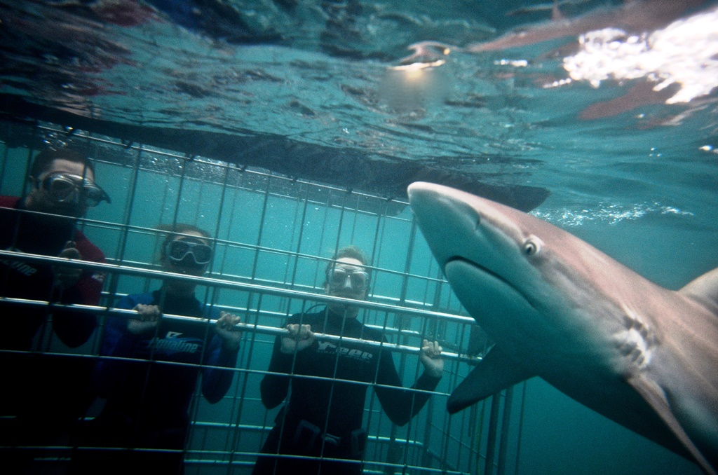 Shark Diving Photo 2